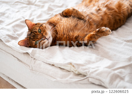Adorable Bengal cat lounging belly-up on a bed, paws spread in pure bliss. 122606025