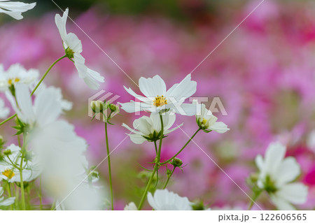 ピンクの背景に映える白いコスモスの優雅な佇まい ピンクの背景に映える白いコスモスの優雅な佇まい 122606565