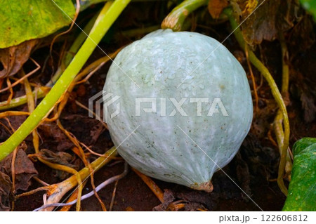 雪化粧 カボチャ 南瓜 家庭菜園 雪化粧 カボチャ 南瓜 家庭菜園 122606812