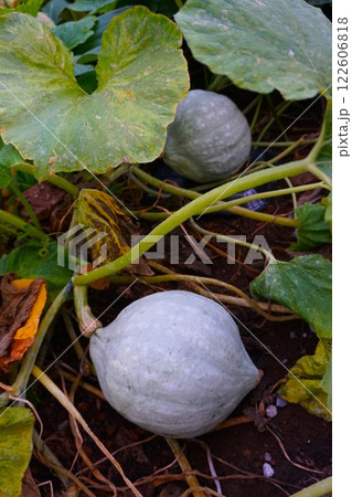 雪化粧 カボチャ 南瓜 家庭菜園 雪化粧 カボチャ 南瓜 家庭菜園 122606818