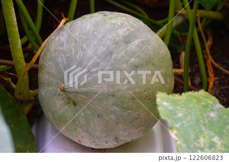 雪化粧 カボチャ 南瓜 家庭菜園 雪化粧 カボチャ 南瓜 家庭菜園 122606823