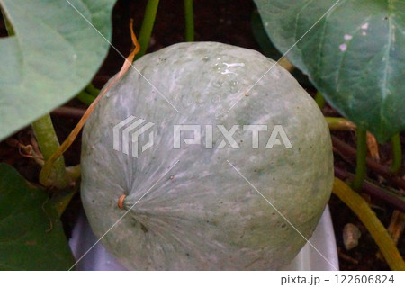 雪化粧　カボチャ　南瓜　家庭菜園 122606824