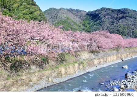 伊豆の早春の風景　満開の河津桜　静岡県川津町 122606960