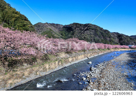 伊豆の早春の風景　満開の河津桜　静岡県川津町 122606963