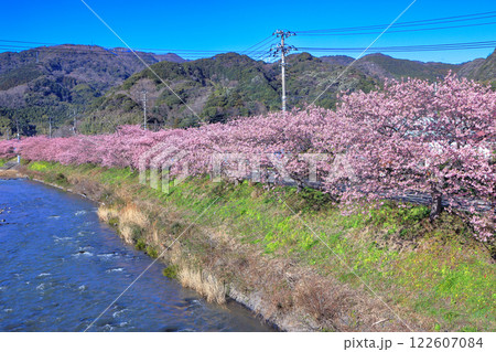 伊豆の早春の風景 満開の河津桜 静岡県川津町 伊豆の早春の風景 満開の河津桜 静岡県川津町 122607084