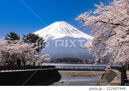 満開桜の河口湖畔から望む富士山 山梨県河口湖町 満開桜の河口湖畔から望む富士山 山梨県河口湖町 122607446