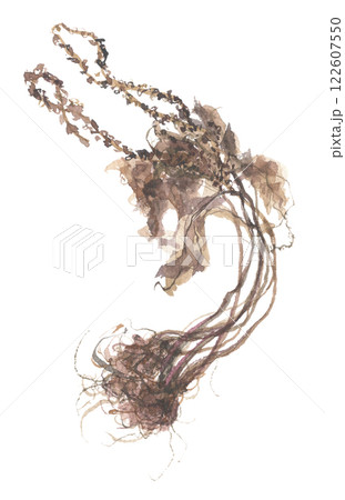 水彩で描いた乾燥オオバコ　大葉子 122607550