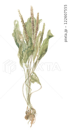 水彩で描いたオオバコ　大葉子 122607555