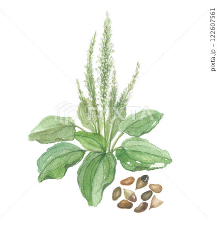 水彩で描いたオオバコ 花と種 水彩で描いたオオバコ 花と種 122607561