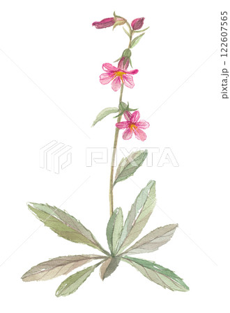 水彩で描いた地黄 ジオウ 水彩で描いた地黄 ジオウ 122607565