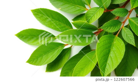 Close-up of fresh green leaves with visible veins and red stems on white background, creating natural and vibrant composition 122607566