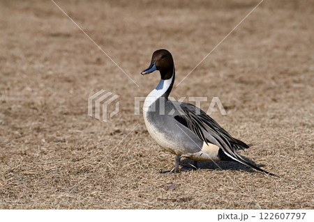 オナガガモ 122607797