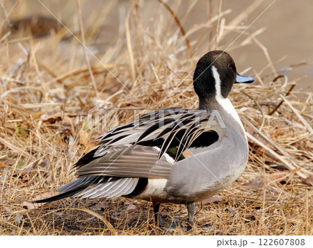 オナガガモ 122607808