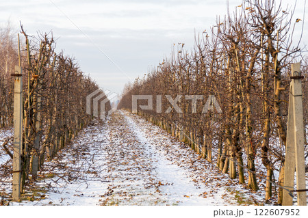Passage between rows of young apple trees Passage between rows of young apple trees 122607952