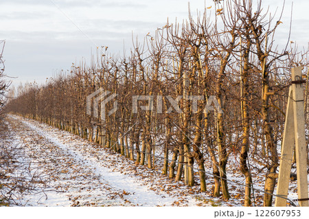 A serene apple orchard blanketed in pristine snow A serene apple orchard blanketed in pristine snow 122607953