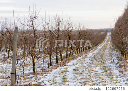 Passage between rows of young apple trees Passage between rows of young apple trees 122607956