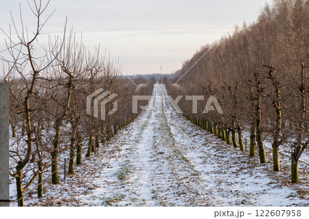 Passage between rows of young apple trees 122607958