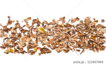 Dried leaves with intricate veins and curled edges is isolated on a white background with clipping paths. This image represents the cycle of nature, autumn and change. Dried leaves with intricate veins and curled edges is isolated on a white background with clipping paths. This image represents the cycle of nature, autumn and change. 122607966