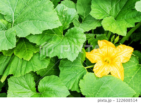 squash blooms in the garden in summer 122608514