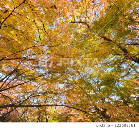 松島町双観山の紅葉 松島町双観山の紅葉 122608561