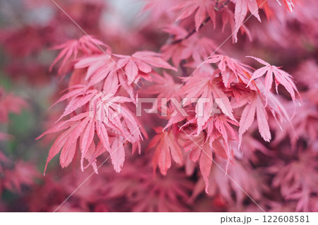 A close up of a pink leafy tree with a pinkish hue 122608581