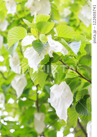 ハンカチの木の花 122608741