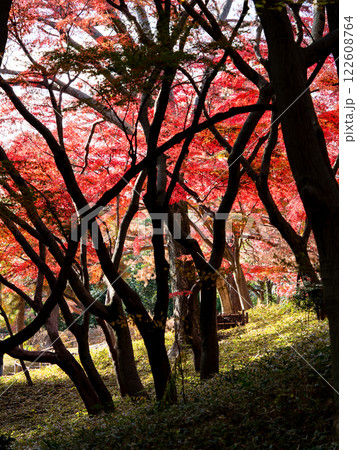 晩秋の秋晴れに映える鮮やかに色づいた紅葉 122608764
