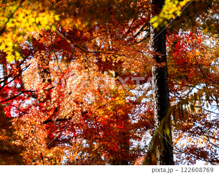 晩秋の秋晴れに映える鮮やかに色づいた紅葉 晩秋の秋晴れに映える鮮やかに色づいた紅葉 122608769