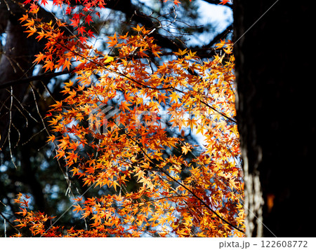 晩秋の秋晴れに映える鮮やかに色づいた紅葉 晩秋の秋晴れに映える鮮やかに色づいた紅葉 122608772