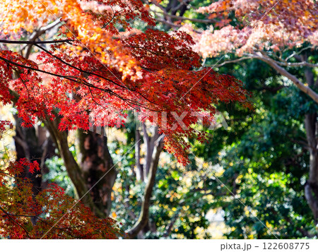 晩秋の秋晴れに映える鮮やかに色づいた紅葉 122608775