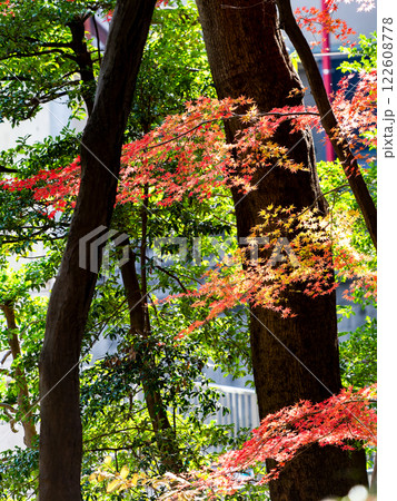 晩秋の秋晴れに映える鮮やかに色づいた紅葉 晩秋の秋晴れに映える鮮やかに色づいた紅葉 122608778