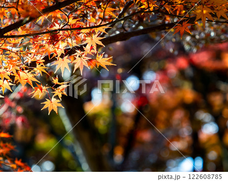 晩秋の秋晴れに映える鮮やかに色づいた紅葉 122608785
