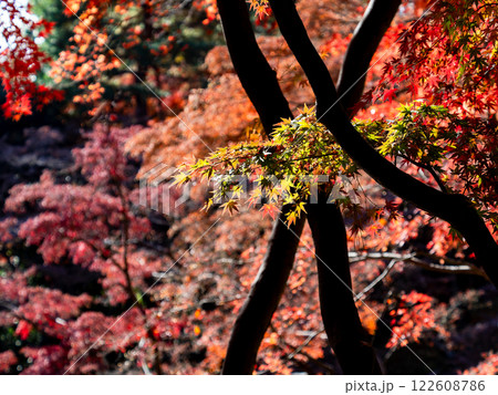 晩秋の秋晴れに映える鮮やかに色づいた紅葉 晩秋の秋晴れに映える鮮やかに色づいた紅葉 122608786