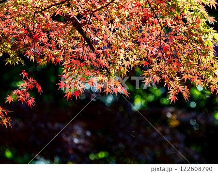 晩秋の秋晴れに映える鮮やかに色づいた紅葉 晩秋の秋晴れに映える鮮やかに色づいた紅葉 122608790