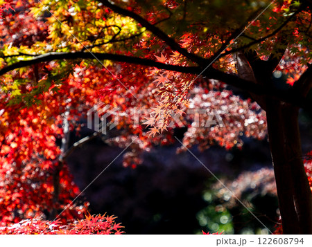 晩秋の秋晴れに映える鮮やかに色づいた紅葉 晩秋の秋晴れに映える鮮やかに色づいた紅葉 122608794