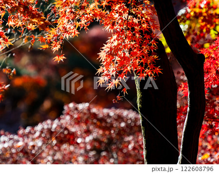 晩秋の秋晴れに映える鮮やかに色づいた紅葉 122608796