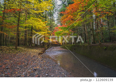 森町の遠江国一宮小國神社のもみじまつりの紅葉した木々と川の風景(静岡県) 森町の遠江国一宮小國神社のもみじまつりの紅葉した木々と川の風景(静岡県) 122609139