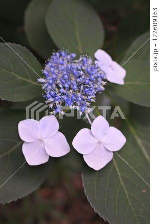 紫色の額咲き紫陽花のクローズアップ 紫色の額咲き紫陽花のクローズアップ 122609163