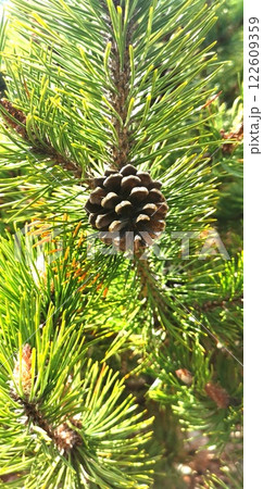 松ぼっくり まつぼっくり 松の木 122609359