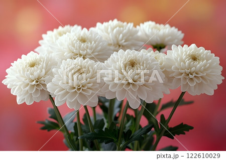 Elegant White Chrysanthemums on Vibrant Background for Floral Decor and Design Generative AI 122610029