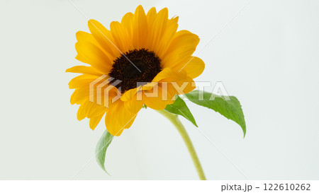 夏の花ヒマワリ背景画像　黄色　白バック 122610262