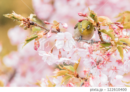 河津桜とメジロ 122610400