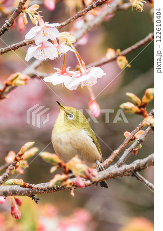 河津桜とメジロ 122610404