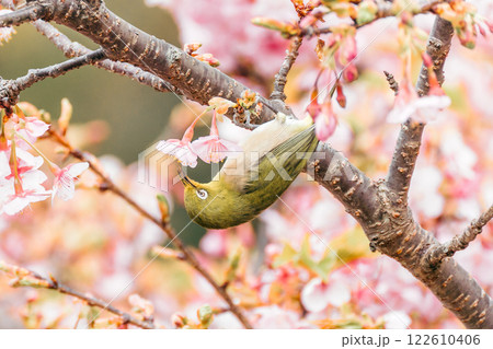 河津桜とメジロ 122610406