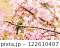 河津桜とメジロ 122610407