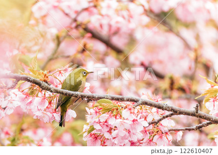 河津桜とメジロ 122610407