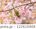 河津桜とメジロ 122610408