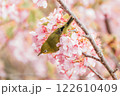 河津桜とメジロ 122610409