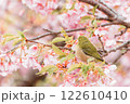 河津桜とメジロの後ろ姿 122610410