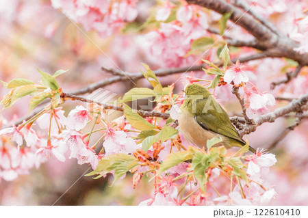 河津桜とメジロの後ろ姿 122610410